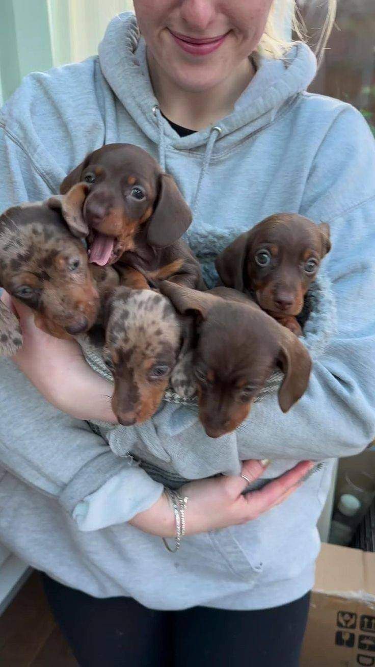 mini dachshund puppies
