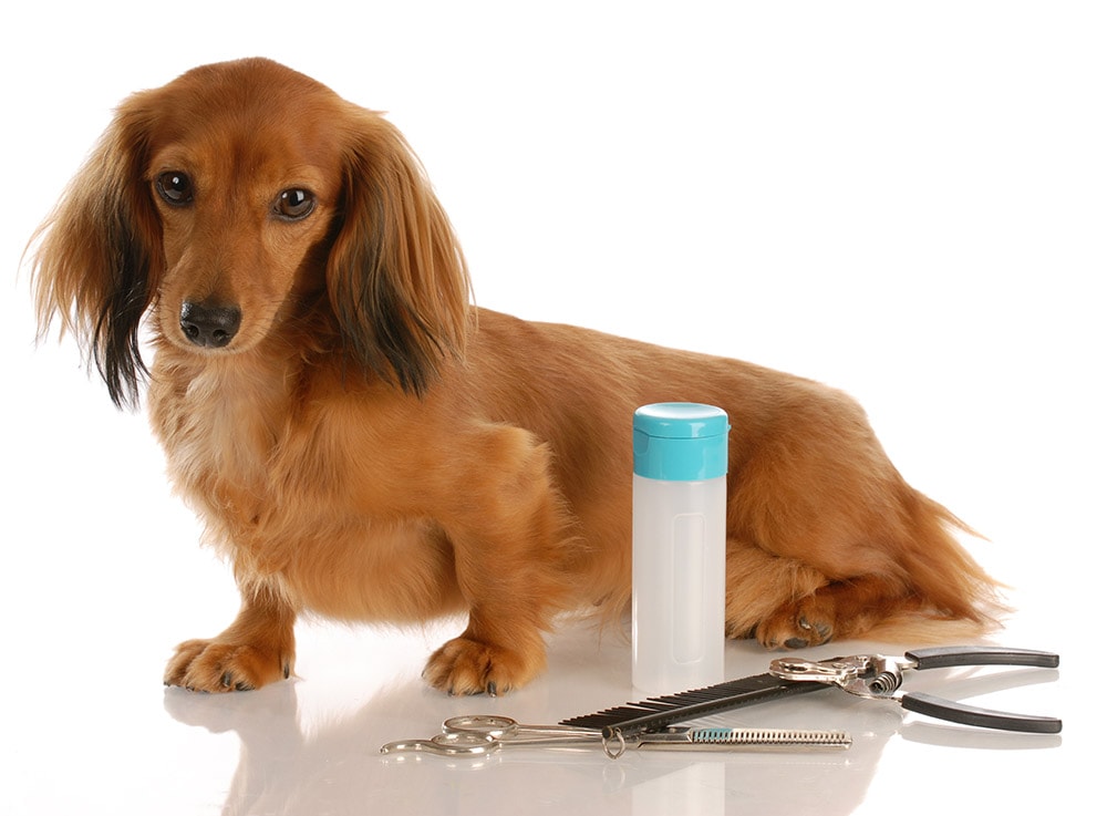 Miniature Long Haired Dachshund Sitting Beside Grooming Supplies WilleeCole Photography Shutterstock