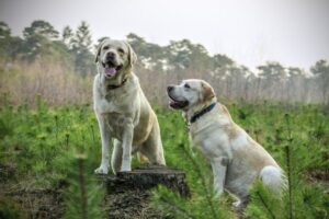Labrador Breed Dogs Animal 300x200