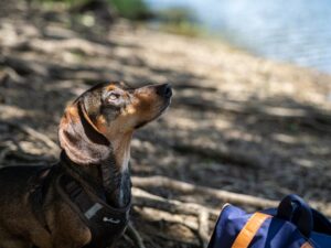 Pexels Photo 27054090 300x225